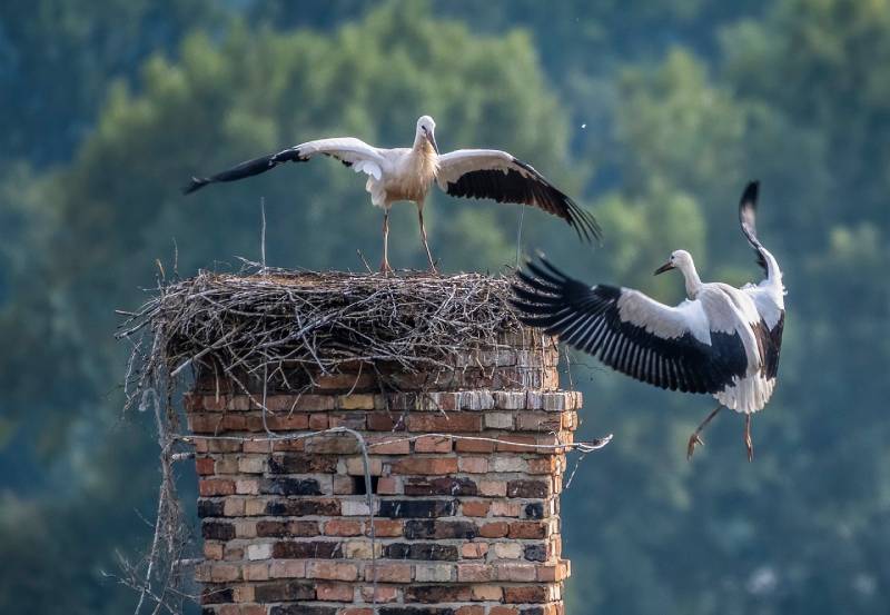 Professional Chimney Animal Removal Services in Sunrise, Florida